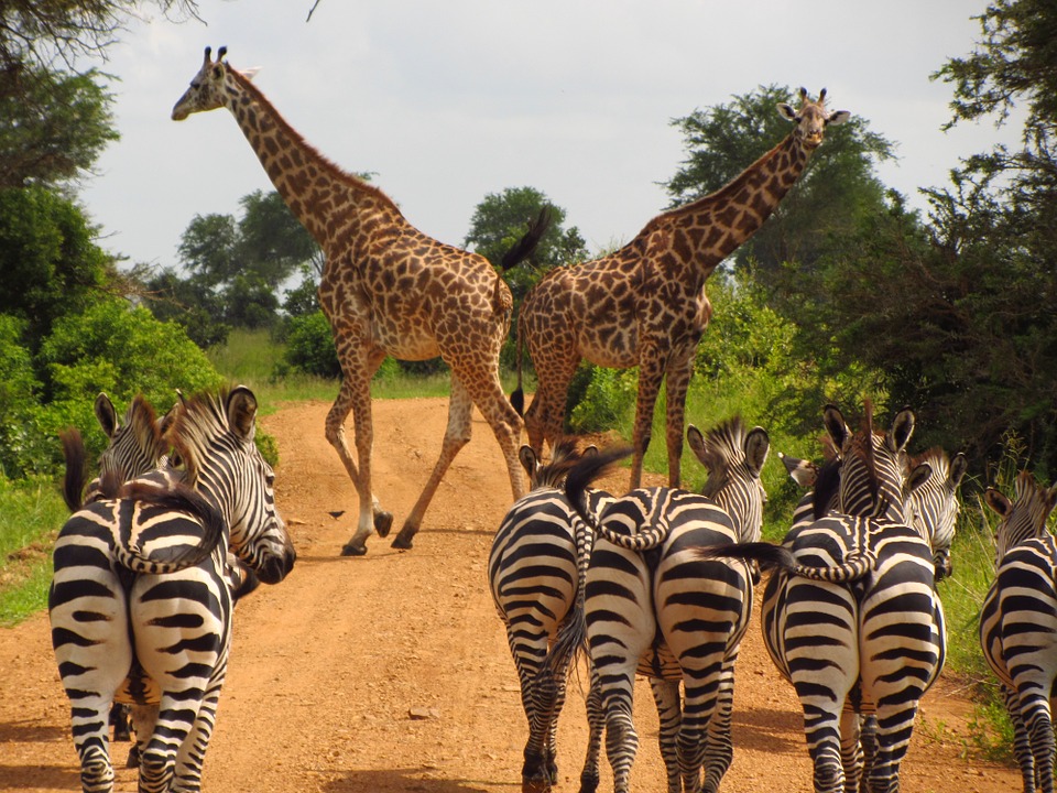 meilleur parc pour safari tanzanie